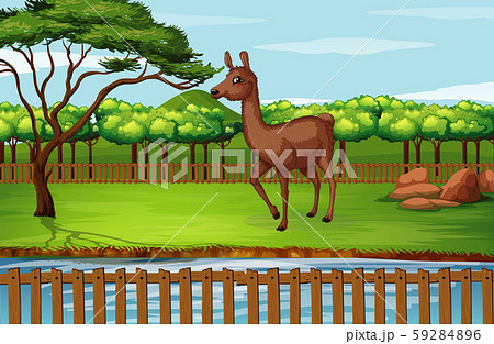 Scene with alpaca in the zoo 59284896