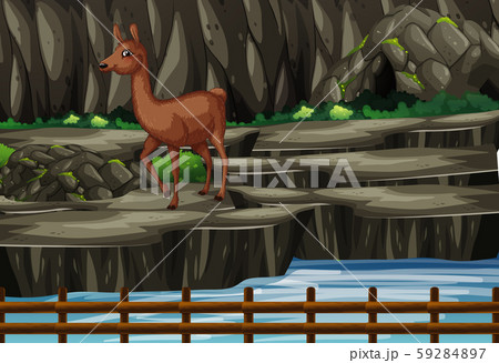 Scene with alpaca in the zoo 59284897