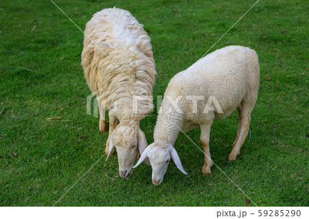 Two Sheep Eatting grass in emtry garden at Two Sheep Eatting grass in emtry garden at 59285290