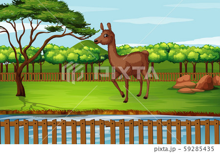 Scene with alpaca at the zoo 59285435