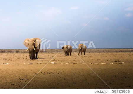 African elephants walk across the savannah of Etosha National Park, Namibia 59285906