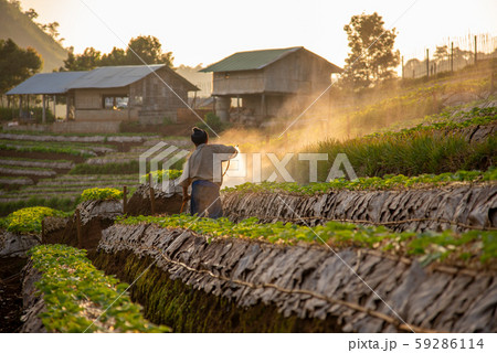 Gardeners put fertilizer on strawberry fields in Gardeners put fertilizer on strawberry fields in 59286114