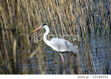 アオサギ 鮮やかな婚姻色 アオサギ 鮮やかな婚姻色 59286992