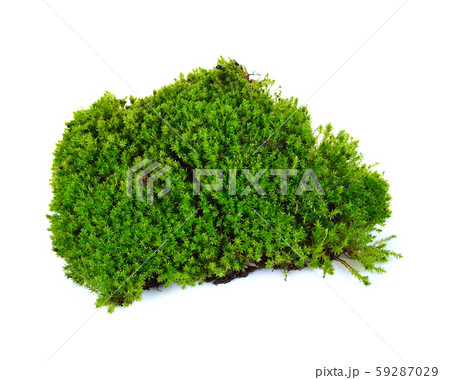 moss isolated on white bakground moss isolated on white bakground 59287029