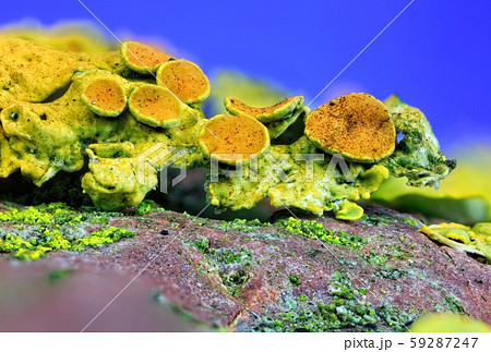 Common orange lichen living on a red pebble 59287247