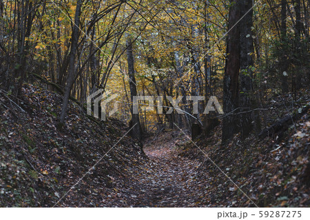 Alley in the dark forest in autumn Alley in the dark forest in autumn 59287275