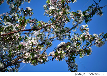 大島桜とヒヨドリ 白い花 大島桜とヒヨドリ 白い花 59288265
