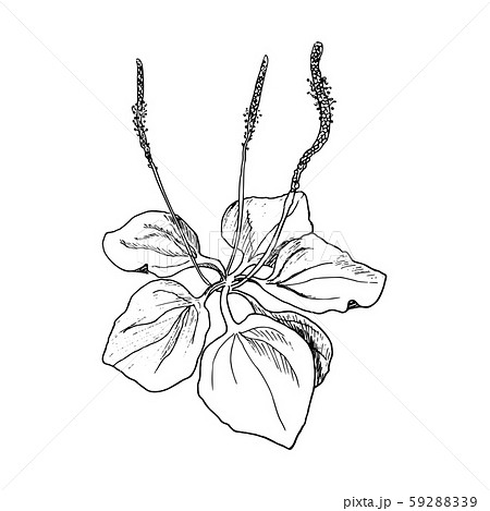 Fresh plantain leaves, rib grass, Hand drawn 59288339