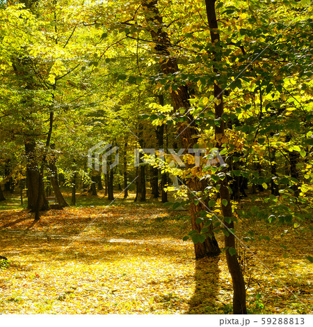 Autumn scenery in a forest, with the sun casting 59288813