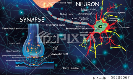 Anatomy neyron and synapse. Signaling in the brain. Cells neyron and synapse with descriptions 59289067