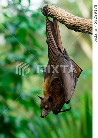 Malayan flying fox is hanging on a branch in jungle 59289178