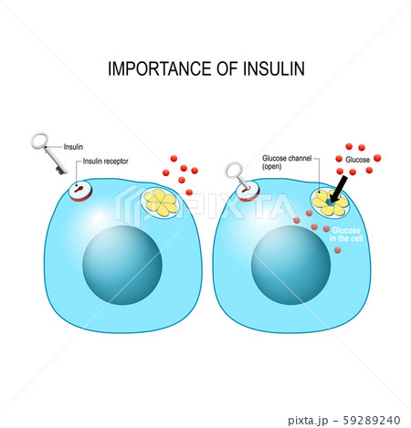 insulin acts as the key which unlocks the cell to allow glucose to enter the cell and be used for energy. Insulin is a hormone secreted by the pancreas in response to elevated blood levels of glucose. insulin acts as the key which unlocks the cell to allow glucose to enter the cell and be used for energy. Insulin is a hormone secreted by the pancreas in response to elevated blood levels of glucose. 59289240