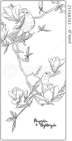 Magnolia tree branch Magnolia tree branch 59289332