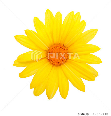 Yellow daisy flower Yellow daisy flower 59289416