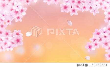 Blossoming light pink sakura flowers. Realistic cherry flowers Blossoming light pink sakura flowers. Realistic cherry flowers 59289681