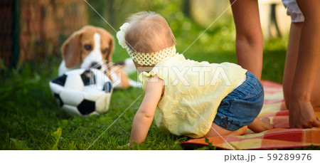 Young baby girl with a beagle dog outdoors. 59289976