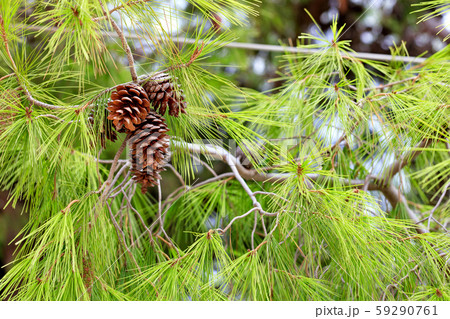 Opened fir cones on a lush branch Opened fir cones on a lush branch 59290761