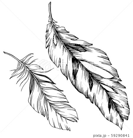 Vector bird feather from wing isolated. Isolated illustration element. Black and white engraved ink Vector bird feather from wing isolated. Isolated illustration element. Black and white engraved ink 59290841