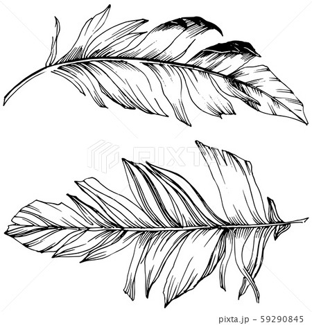 Vector bird feather from wing isolated. Isolated illustration element. Black and white engraved ink 59290845