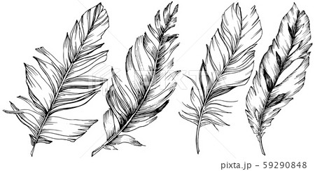 Vector bird feather from wing isolated. Isolated illustration element. Black and white engraved ink Vector bird feather from wing isolated. Isolated illustration element. Black and white engraved ink 59290848