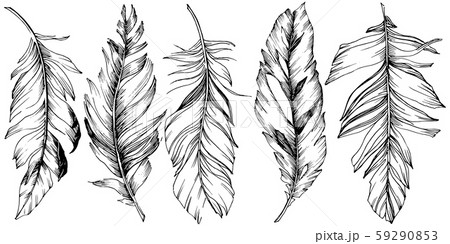 Vector bird feather from wing isolated. Isolated illustration element. Black and white engraved ink 59290853