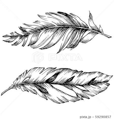 Vector bird feather from wing isolated. Isolated illustration element. Black and white engraved ink 59290857