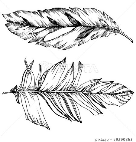 Vector bird feather from wing isolated. Isolated illustration element. Black and white engraved ink 59290863