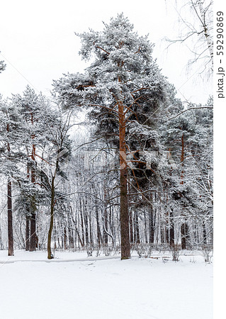Picture of pine in winter forest Picture of pine in winter forest 59290869