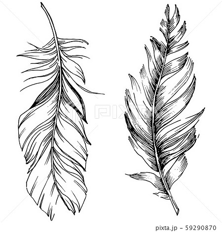 Vector bird feather from wing isolated. Isolated illustration element. Black and white engraved ink Vector bird feather from wing isolated. Isolated illustration element. Black and white engraved ink 59290870