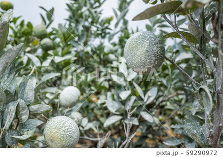 white calcium carbonate on orange trees white calcium carbonate on orange trees 59290972