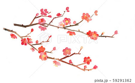 梅の花 59291362