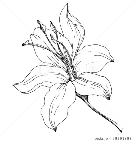 Wildflower lilies in a vector style isolated. Black and white engraved ink art. Wildflower lilies in a vector style isolated. Black and white engraved ink art. 59291398