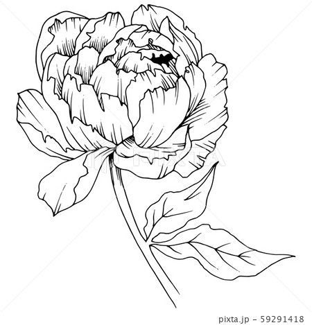 Wildflower peony in a vector style isolated. Black and white engraved ink art. 59291418