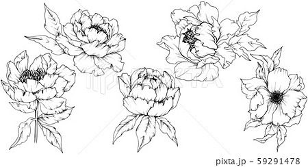 Wildflower peony in a vector style isolated. Black and white engraved ink art. 59291478