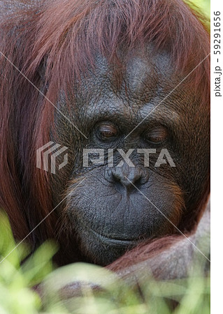 オランウータン49 オランウータン49 59291656