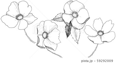Wild rose in a vector style isolated. Wild rose in a vector style isolated. 59292009