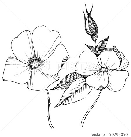 Wild rose in a vector style isolated. 59292050