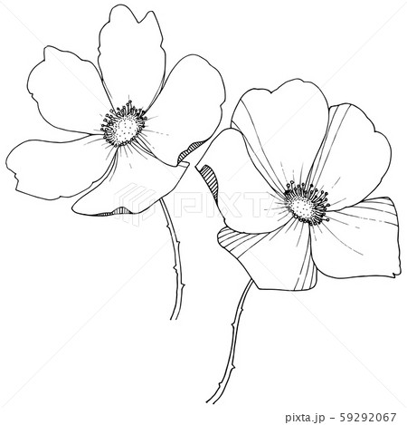 Wild rose in a vector style isolated. 59292067
