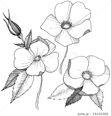 Wild rose in a vector style isolated. 59292069
