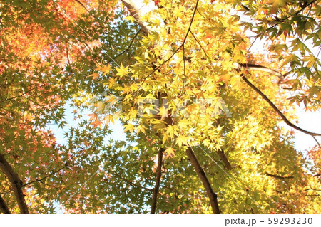 モミジの葉 59293230