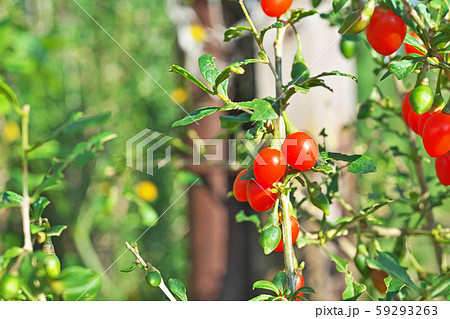 赤いクコの実 赤いクコの実 59293263