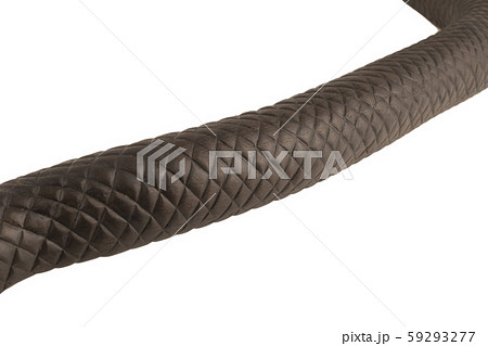 Creeping wooden snake isolated on a white 59293277