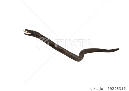 Creeping wooden snake isolated on a white Creeping wooden snake isolated on a white 59293316
