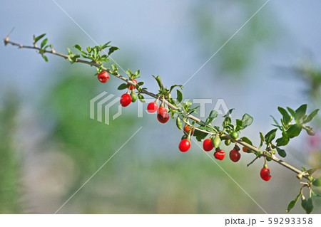 赤いクコの実 赤いクコの実 59293358