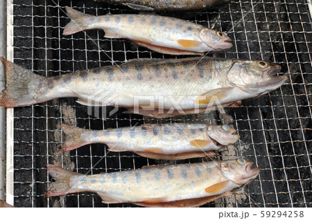 ヤマメ釣行、網焼きで食す ヤマメ釣行、網焼きで食す 59294258
