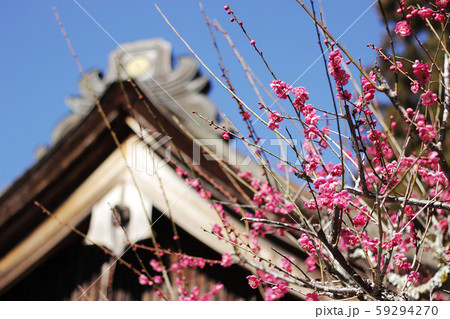 初春の小國神社 59294270