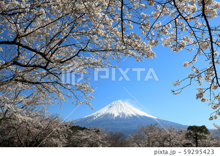富士山　桜　満開　 59295423