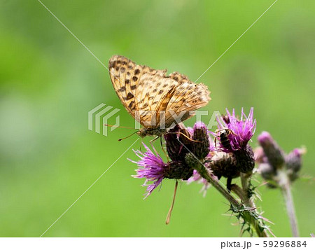 アザミの蜜を吸うミドリヒョウモン　Argynnis paphia　（スイス） 59296884