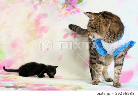 猫風邪をひいた子猫 59296938