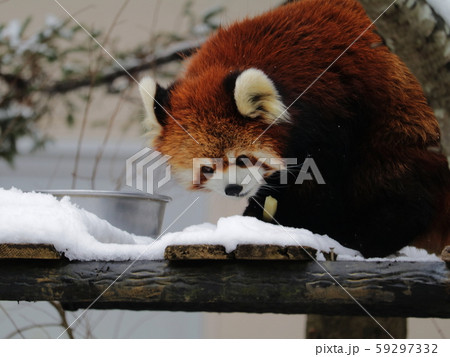 雪を見つめるレッサーパンダ 雪を見つめるレッサーパンダ 59297332